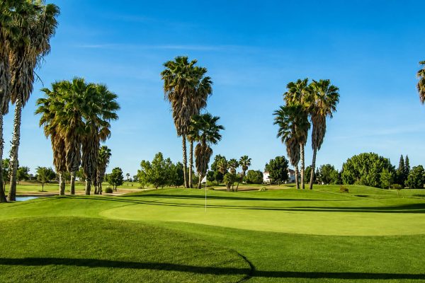 Wide view of a putting green surrounded by tall palm trees, with a white flag near the center and a small water feature to the left.