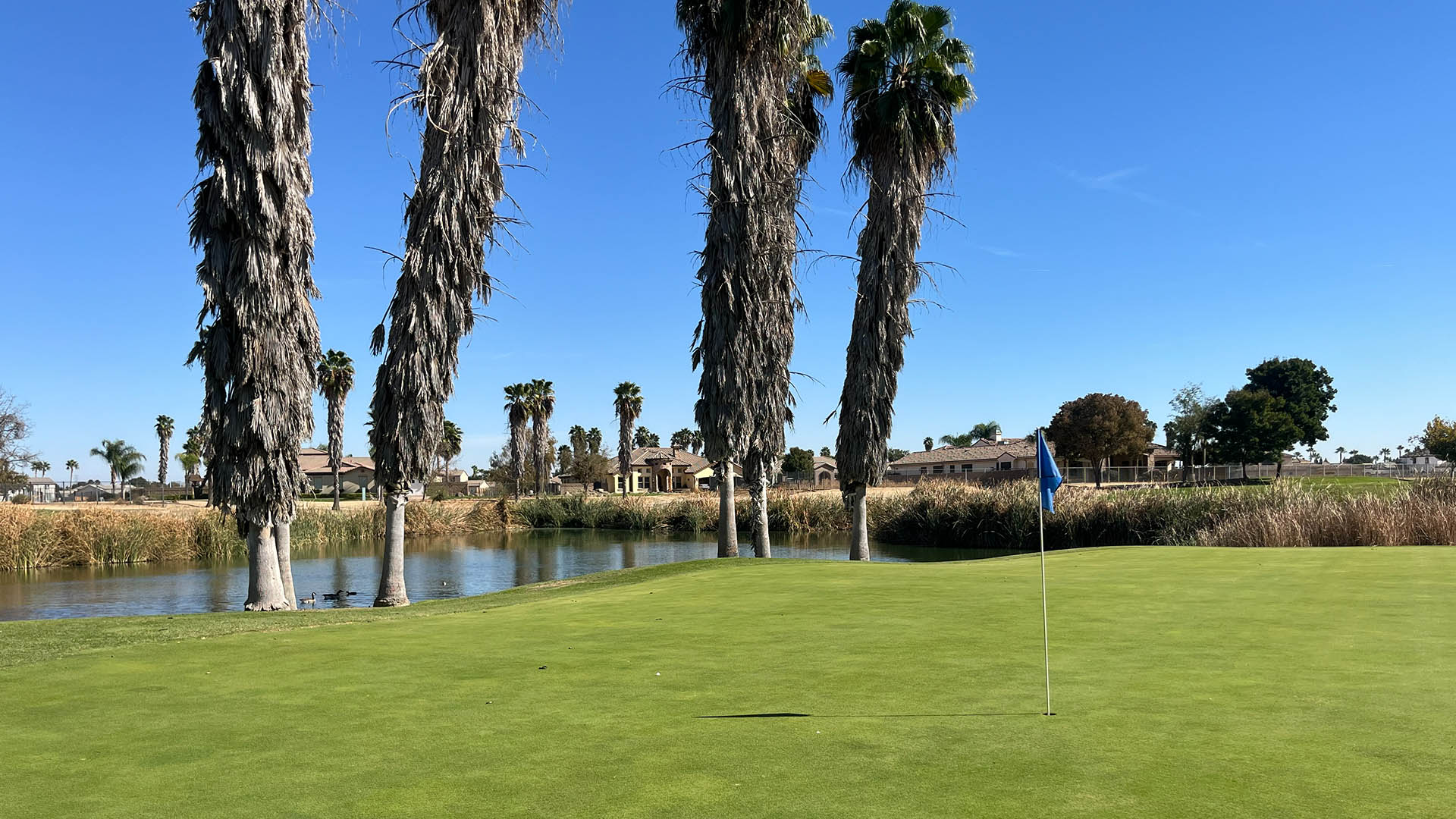 Putting green with a blue flag beside a narrow pond, tall palm trees, reeds, and homes in the background.