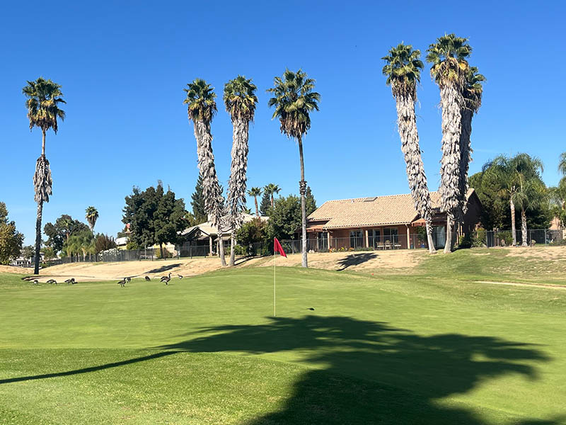 Putting green with a red flag surrounded by tall palm trees, with homes behind the course and several geese near the edge of the green.