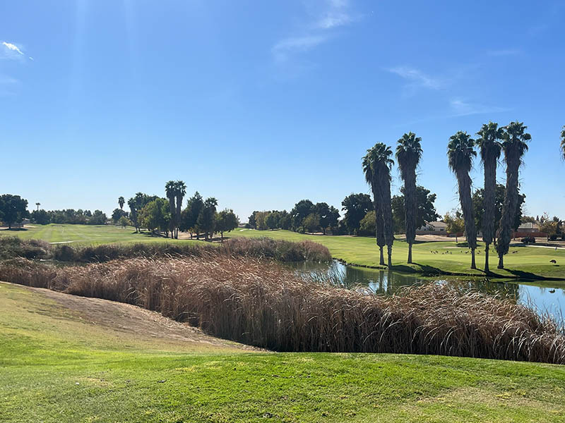 Wide view of a golf course with a narrow waterway bordered by tall reeds and palm trees, with fairways stretching into the distance.